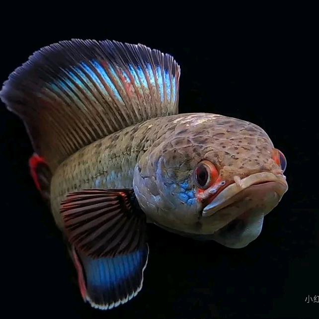 静观龙变(繁殖基地)