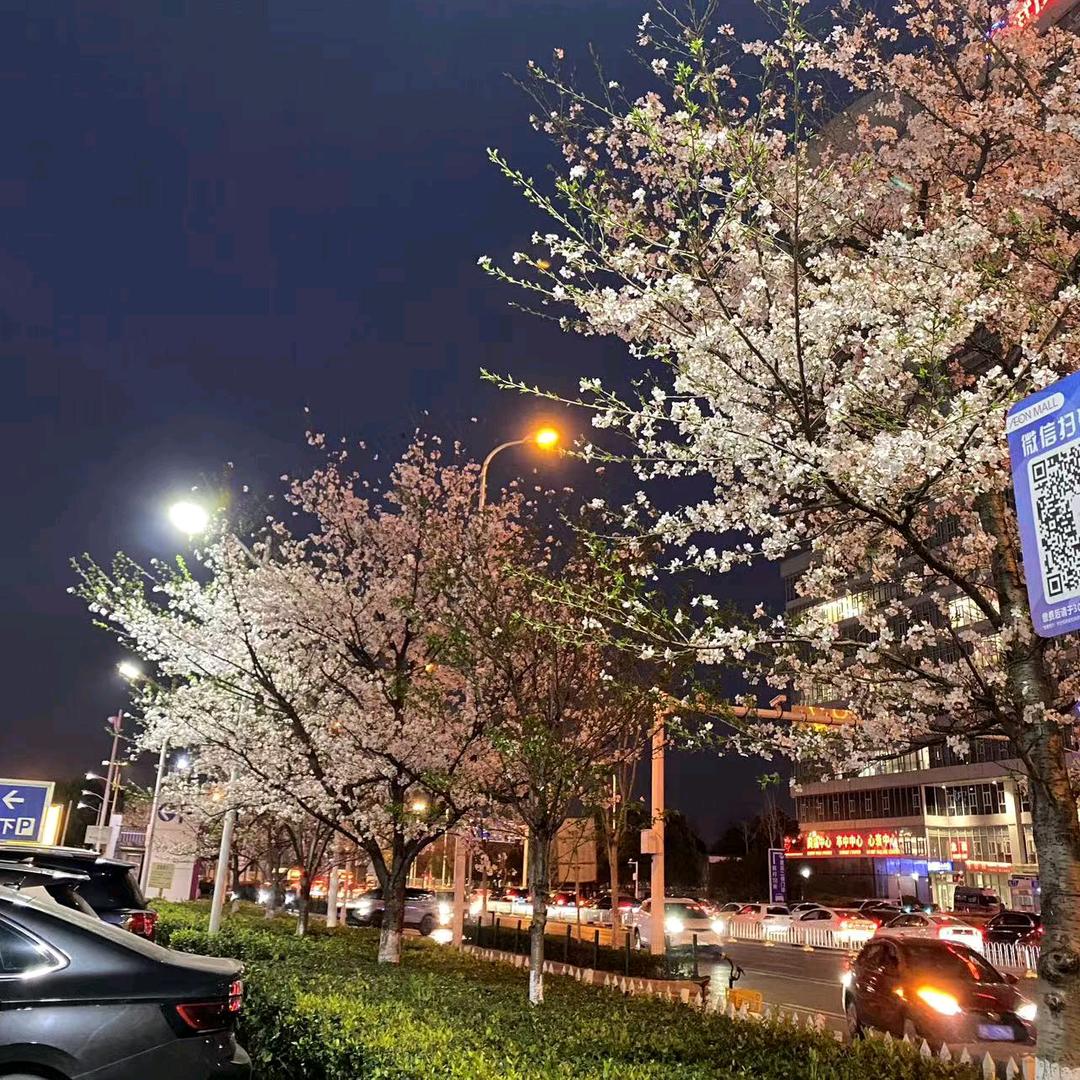 🌹余生🌺随心