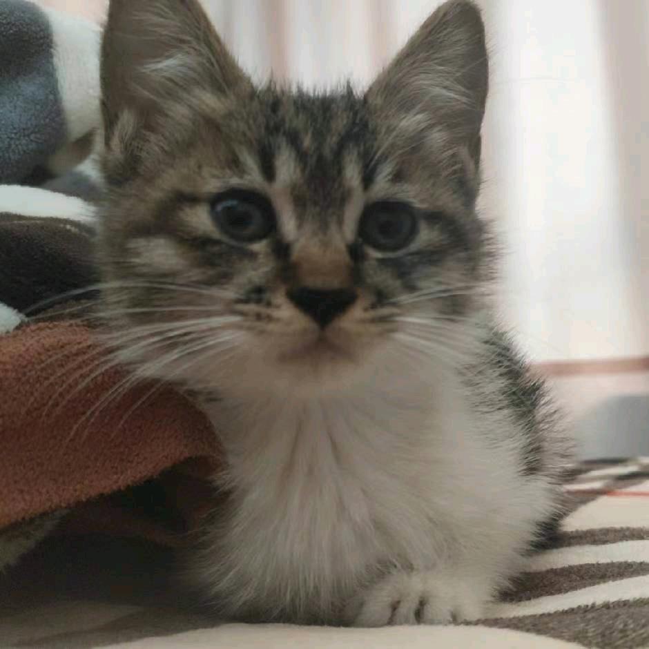 广州黄埔区博雅服饰店小娇qrq直播号