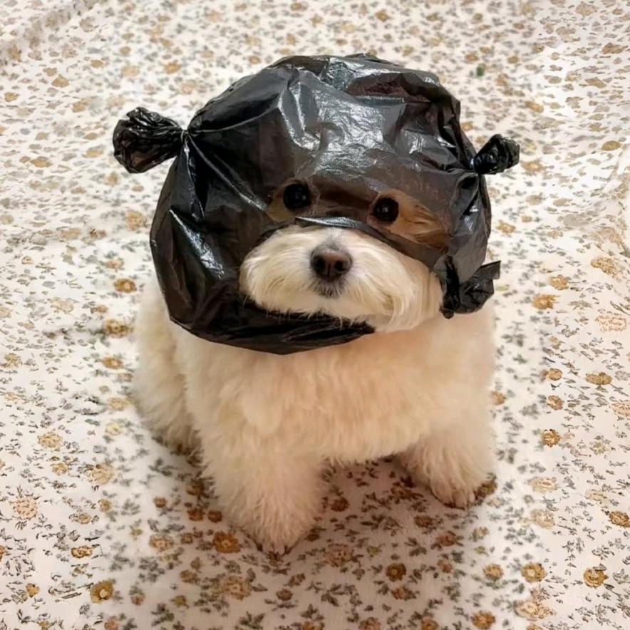 刘兔兔