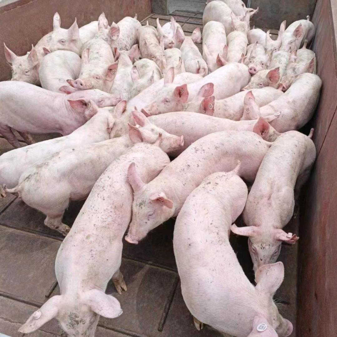 华东荟锦种猪繁育基地