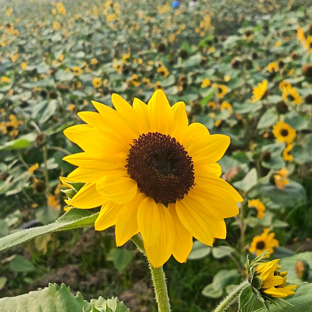 源暴富