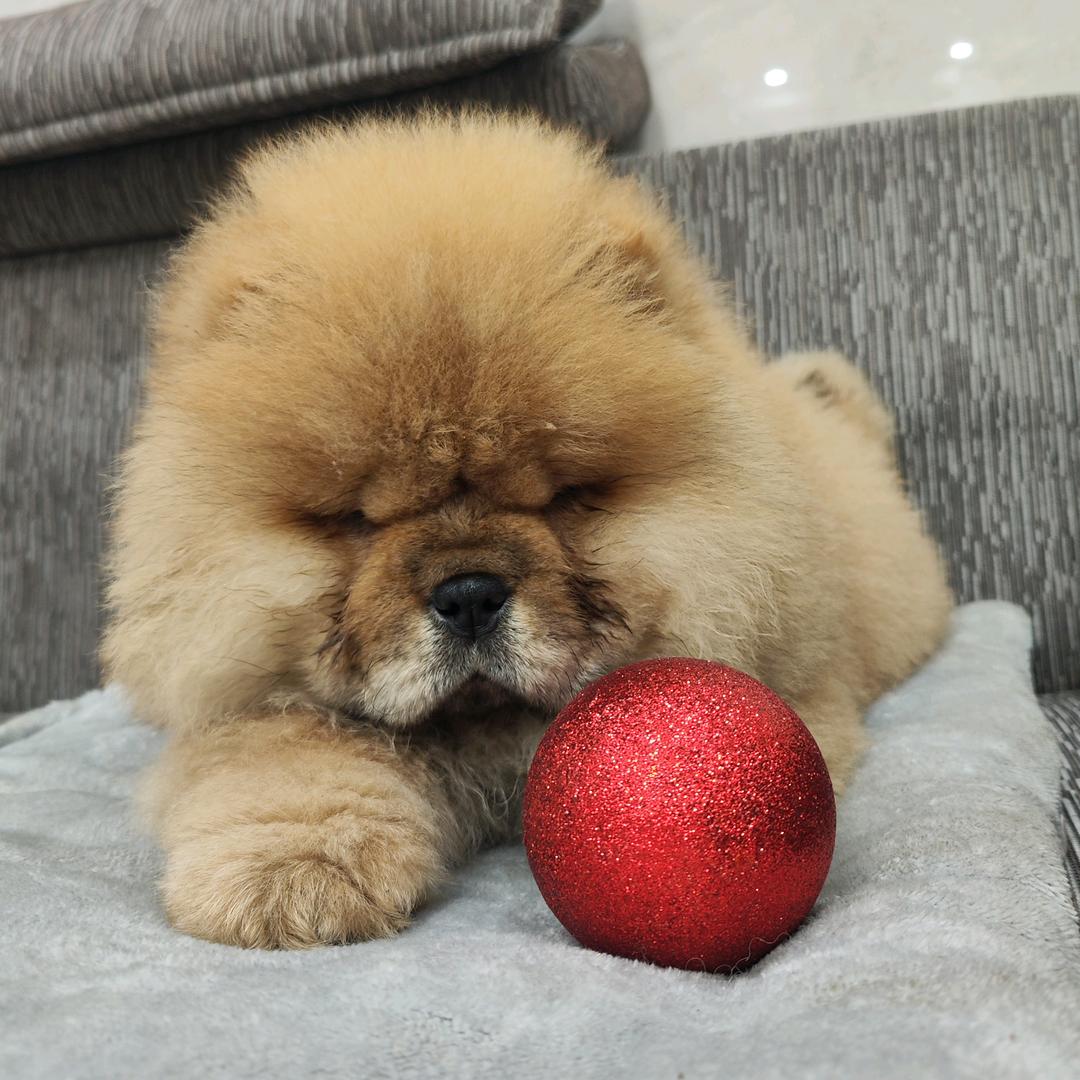淮安松狮犬舍
