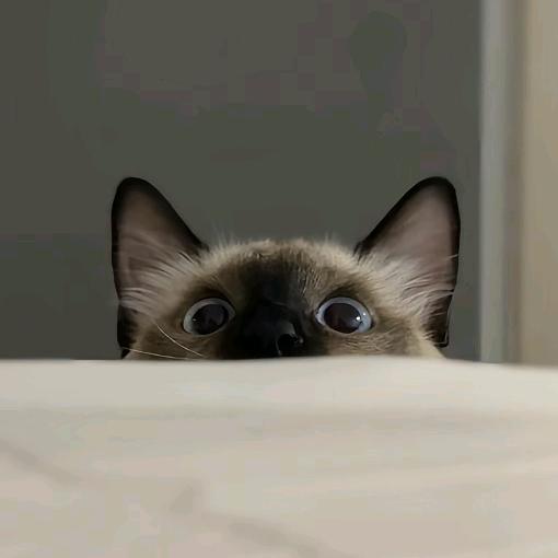 通缉猫(元梦之星)