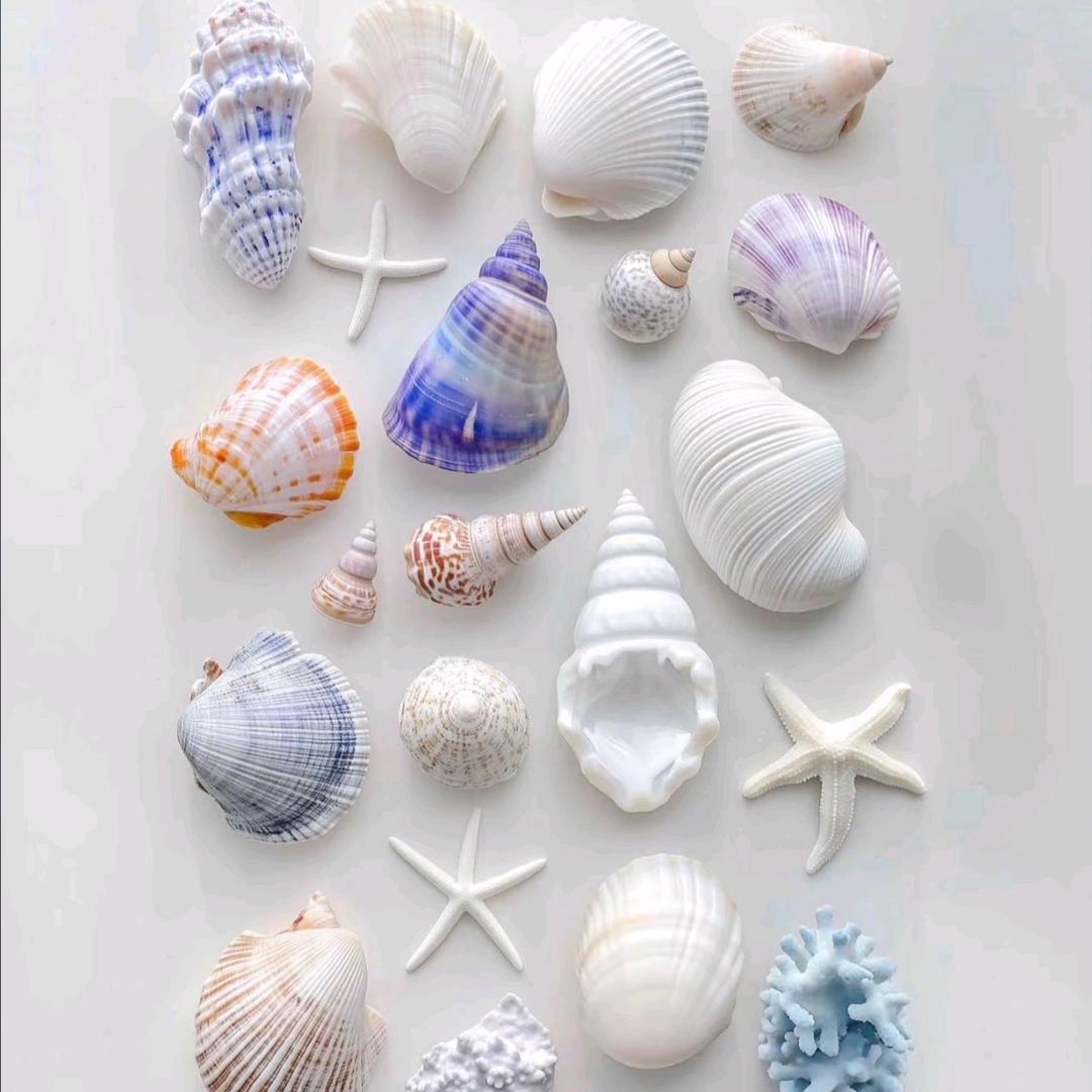 海螺贝壳一元店