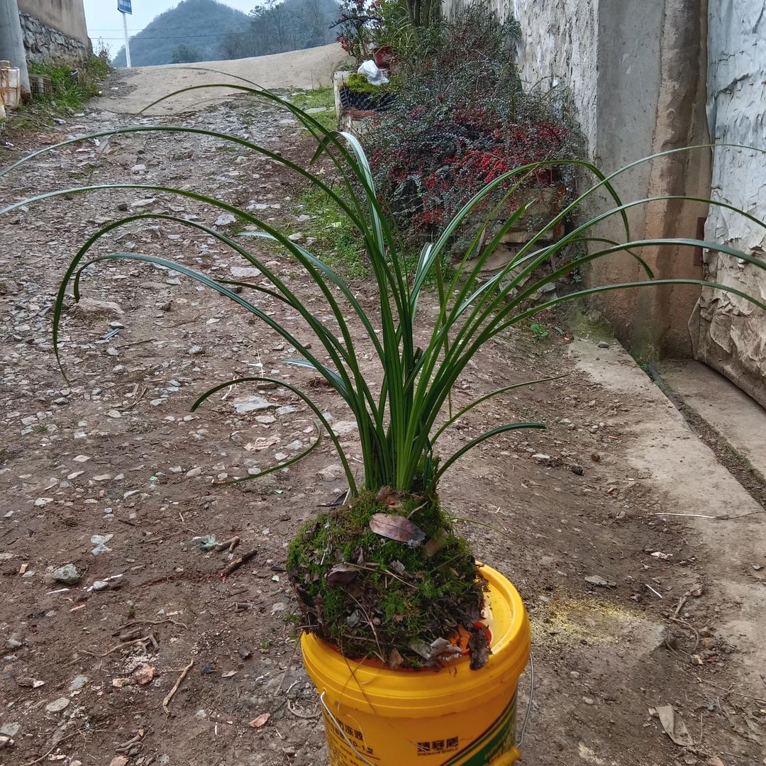 小波盆景园