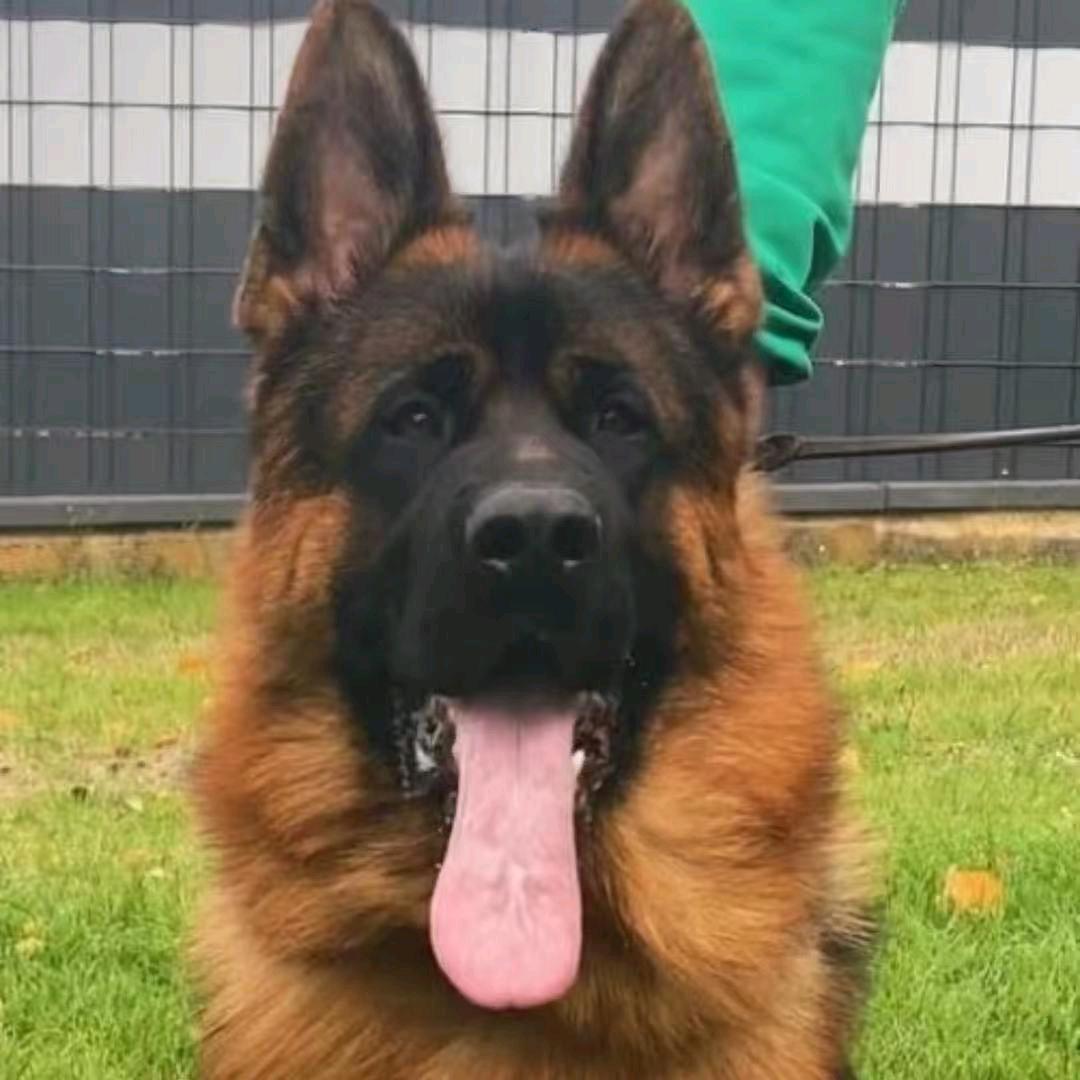 河北鼎盛犬业