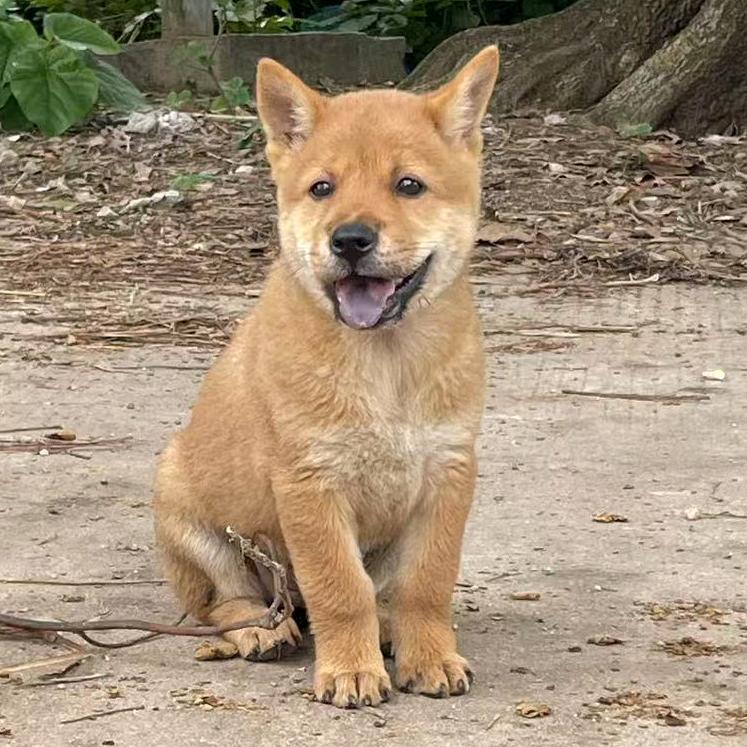 舒克土松犬