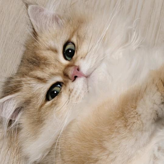 ງ໐໐໓ ຖiງht