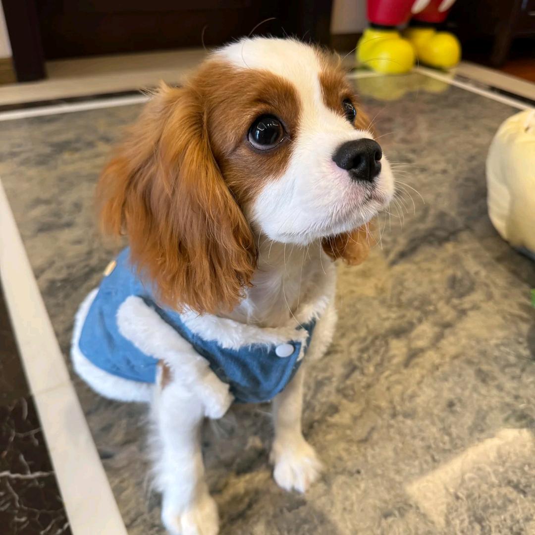 Ronin查理王👑（CKU认证）