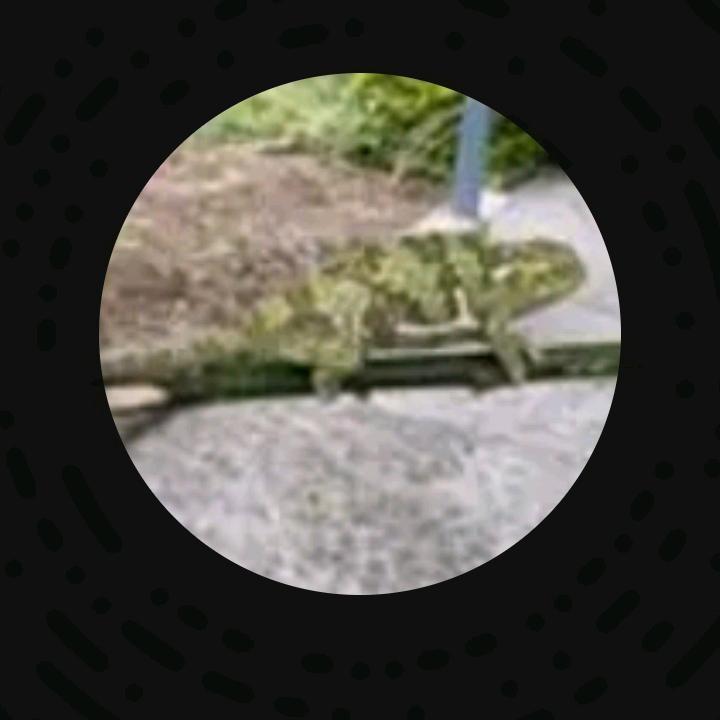 沙漠的变色龙