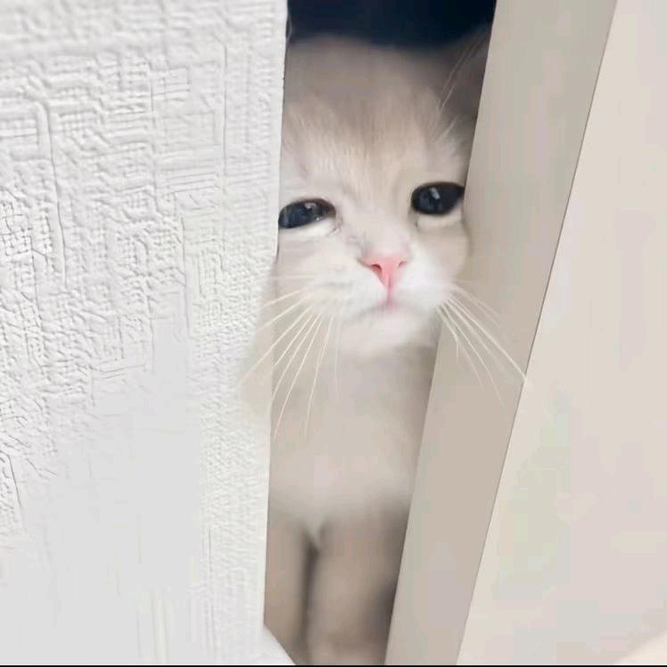 - 小6ᵇᵃᵇʸ