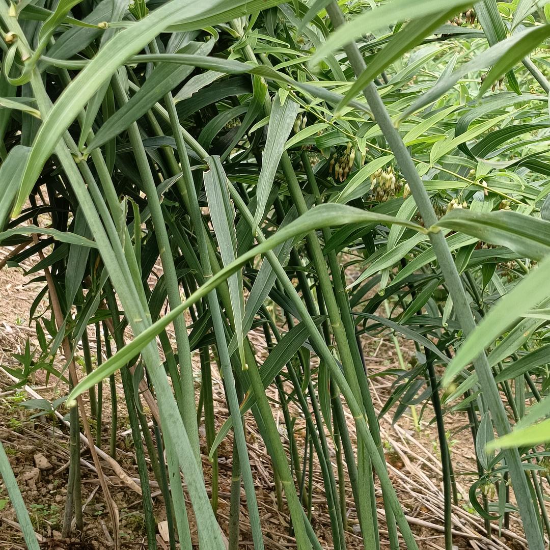 思缘农场