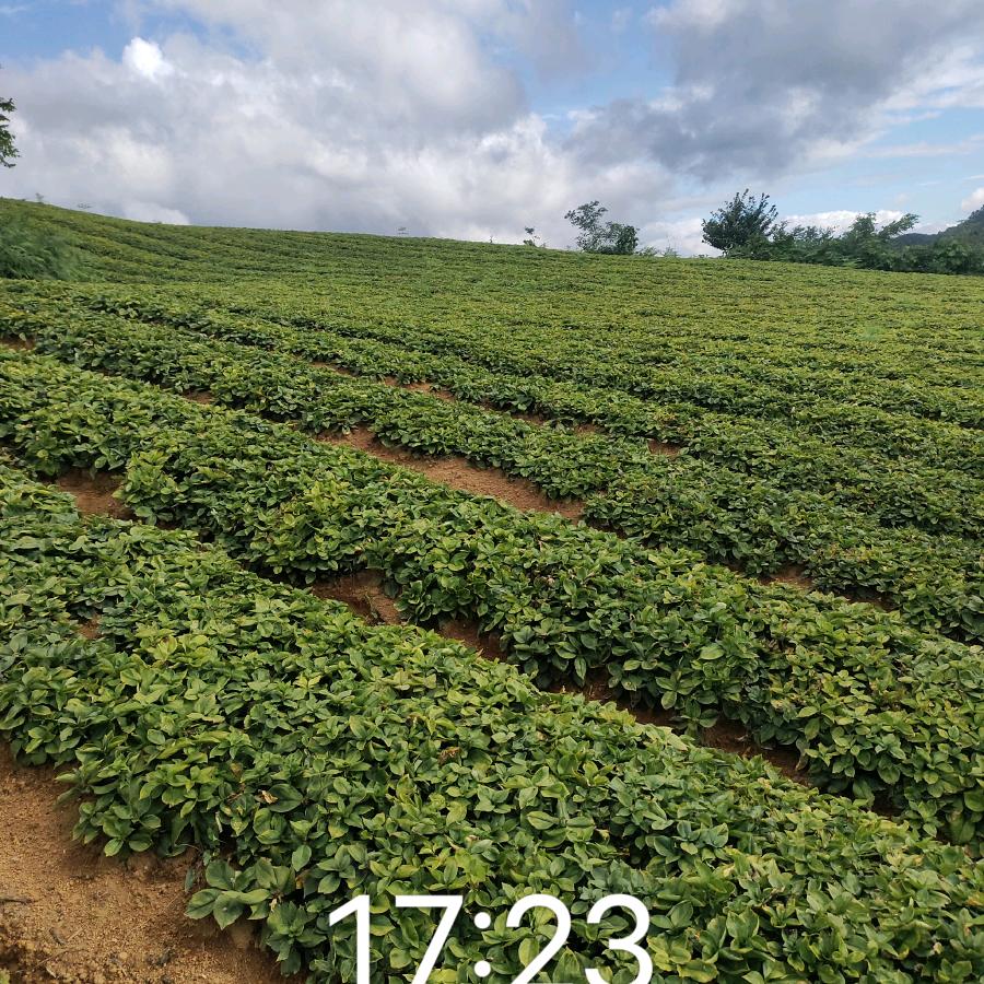 刘天华（黄平裕众农业）