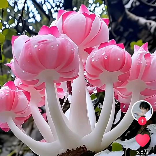 芬❤️❤️