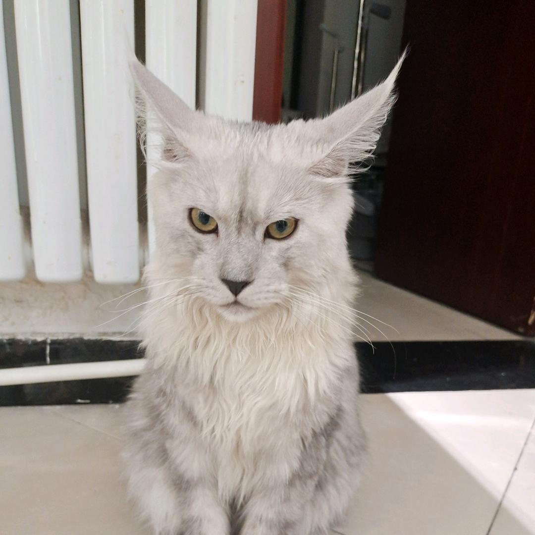 缅因猫·银泽.
