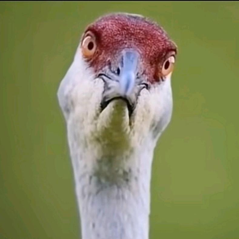 拥有一块腹肌的富贵