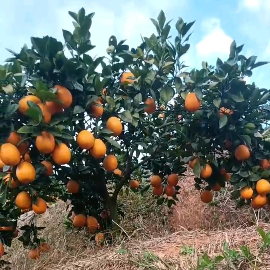 易伟明