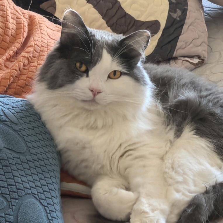 甜柚۹( ÒہÓ )۶