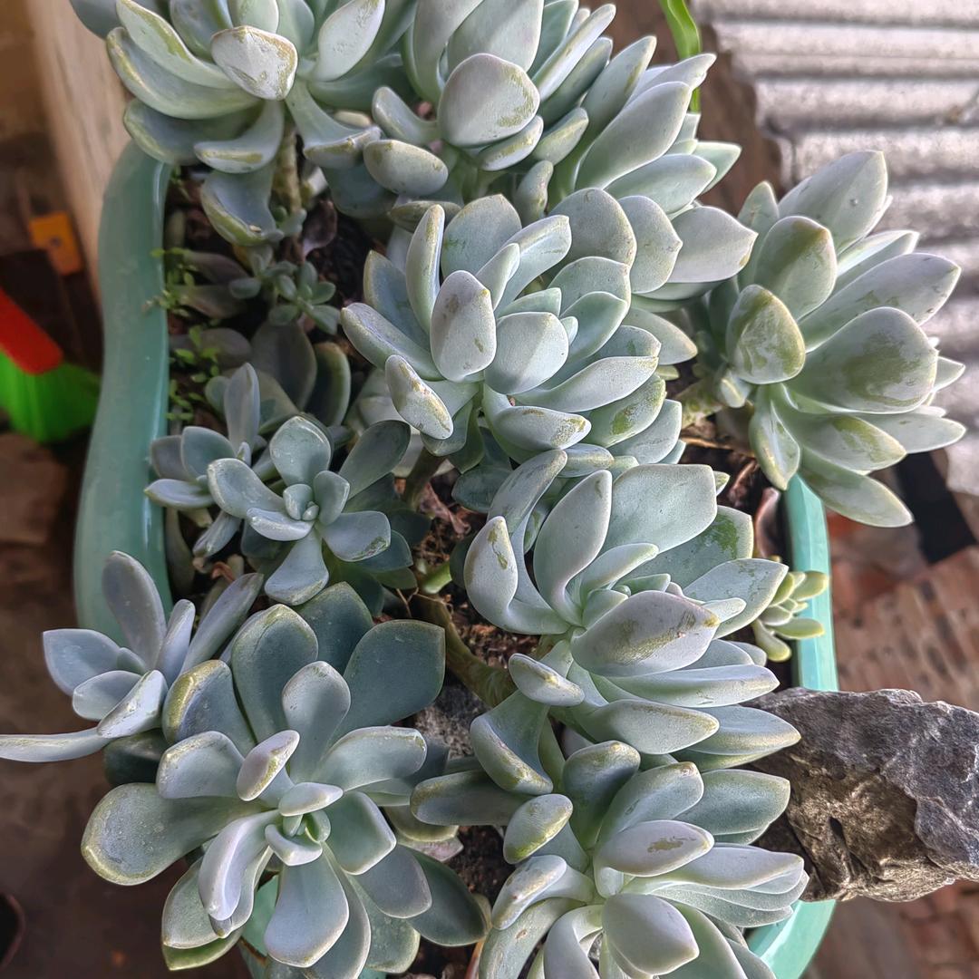 面对现实（张）