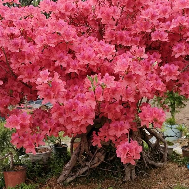 岳西县紫鹃园艺农场