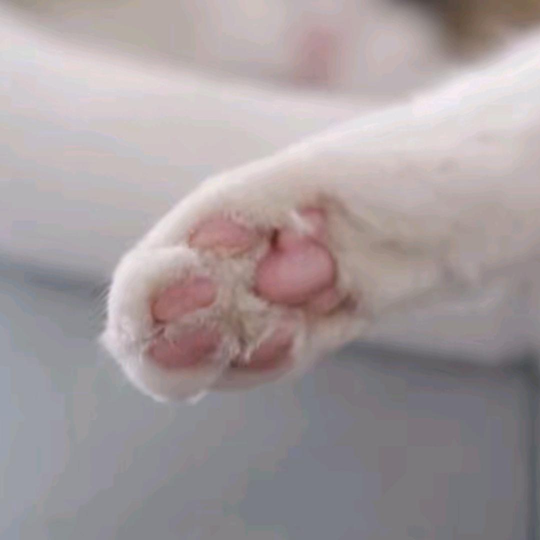 ヽ(✿ﾟﾟQ)ノ
