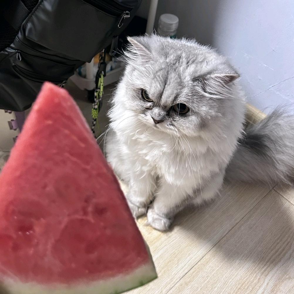 秦卿