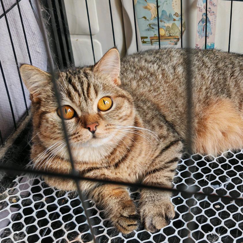 胖虎猫