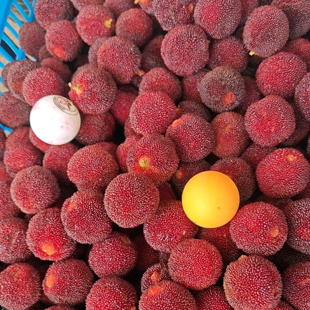 杨梅源头工厂
