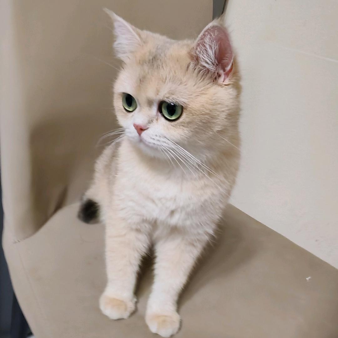 好乐喜宠物洗护美容