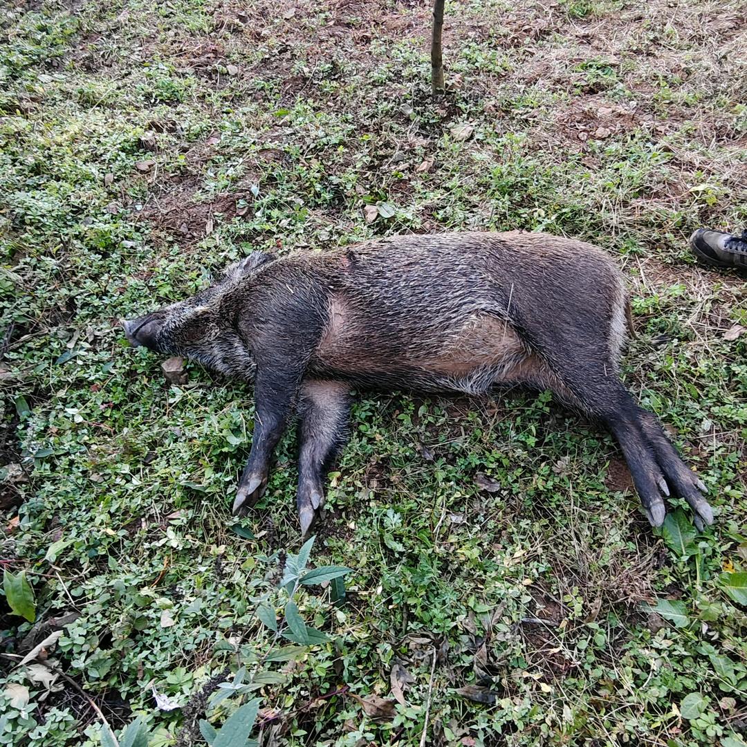 小唐师公益护农狩猎队