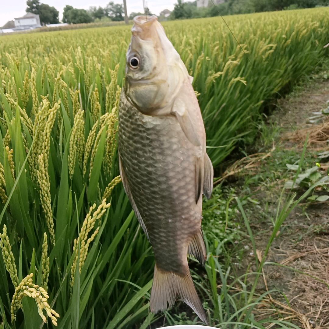 你抓得住风吗？