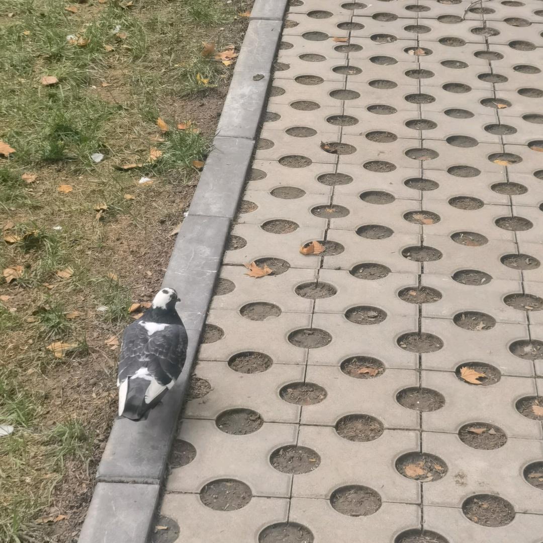 奶片掉了吃奶盖