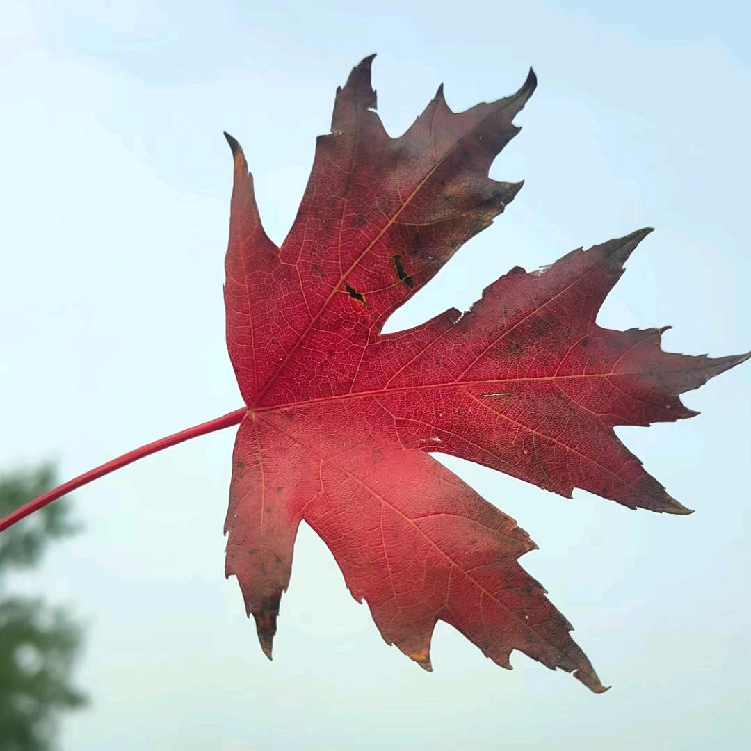 一诺千金🌸🌸🌸