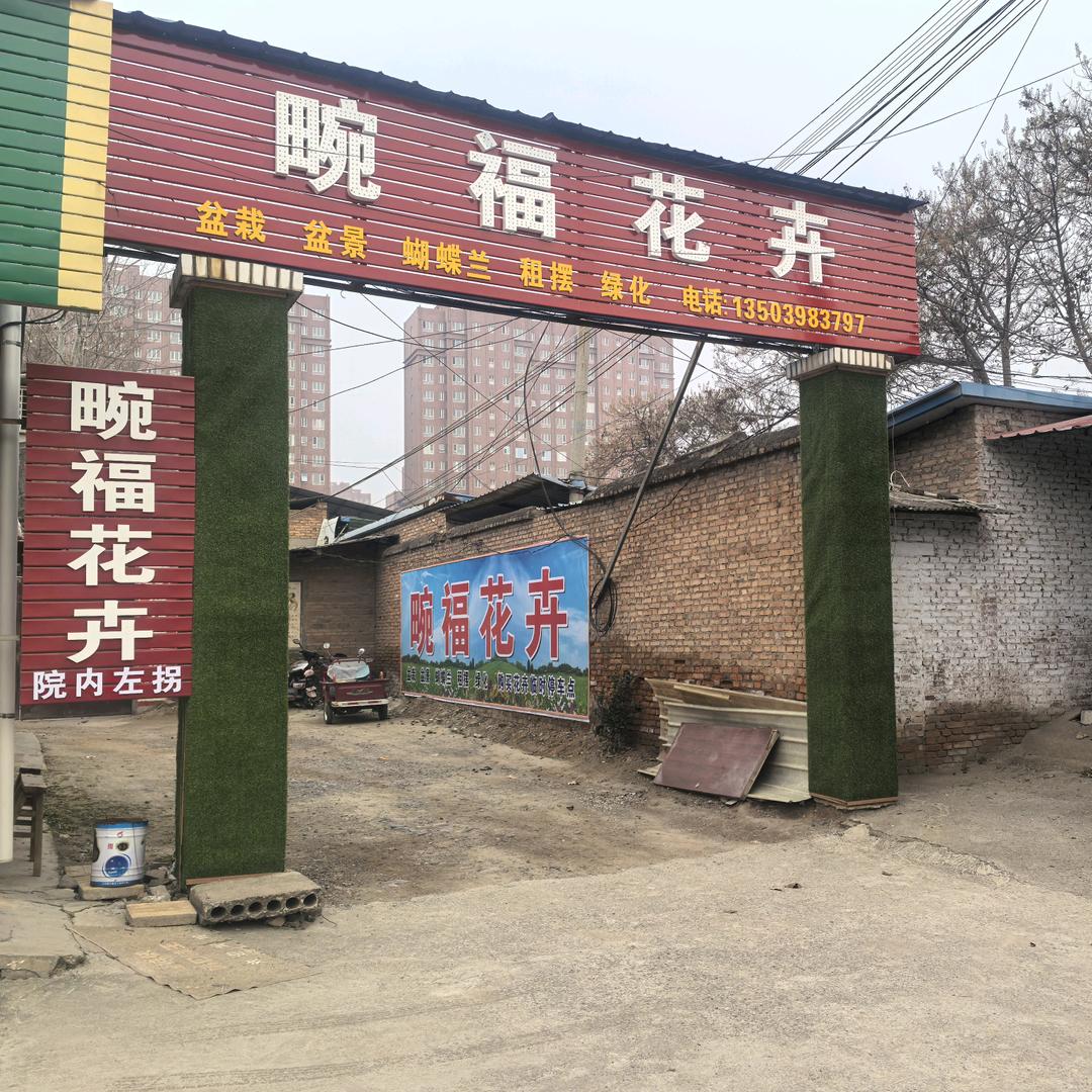 🌿畹福花卉🌿
