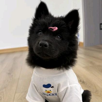 田园犬广西代淘（养🐶私信）