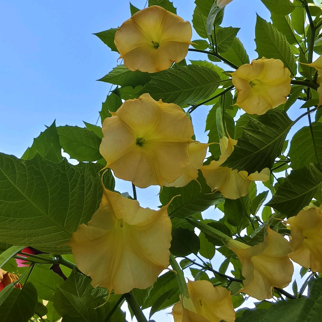 白山华生电器顾金花