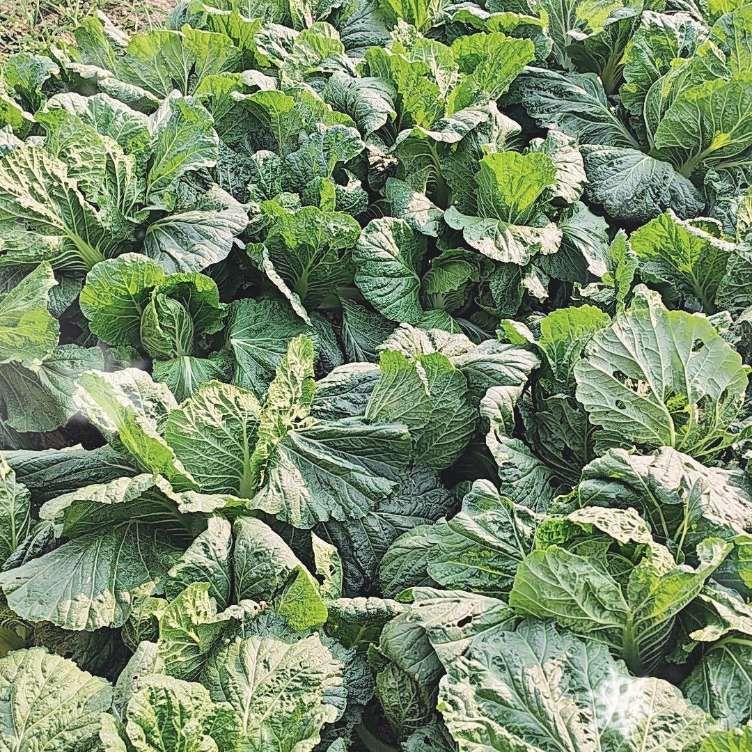 浦江菜农朱阿姨