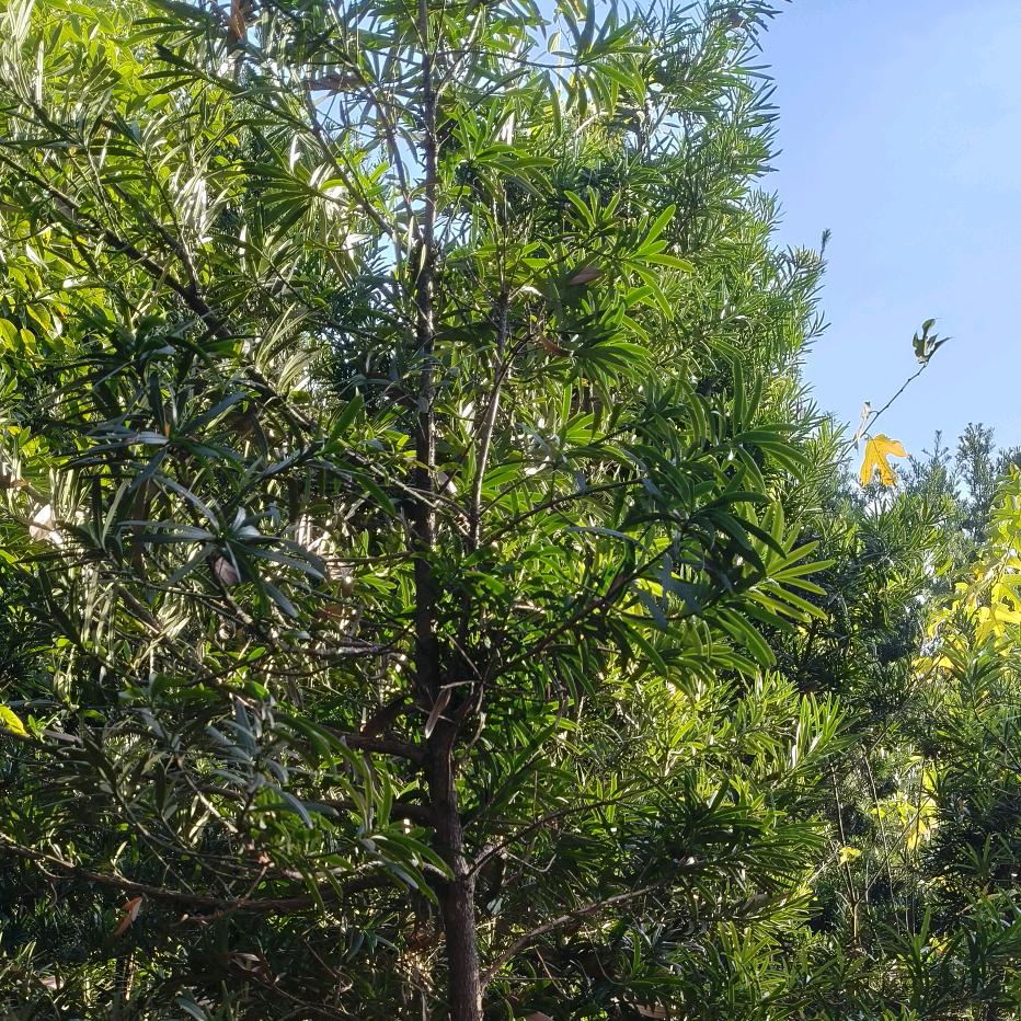 平安顺意🧡ྀི💛ྀི❤️ྀི