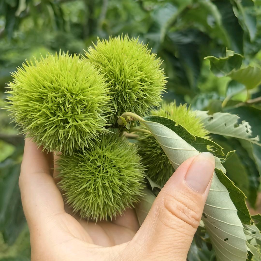 沁茗源土特产店