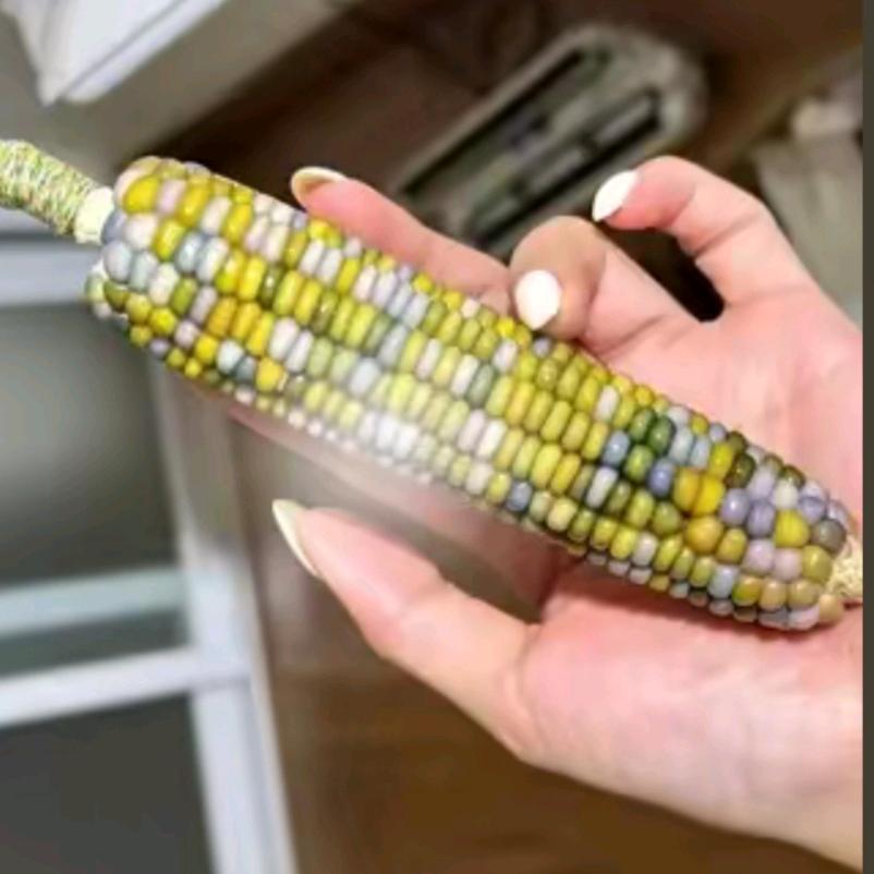 糖糖的玉米铺