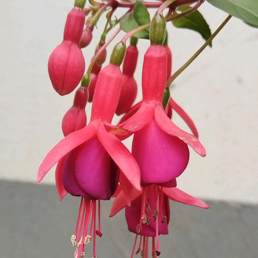 半山听雨郎玉兰