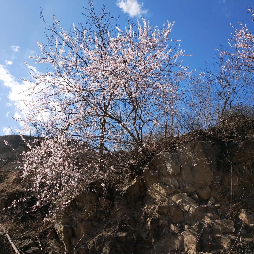 林中