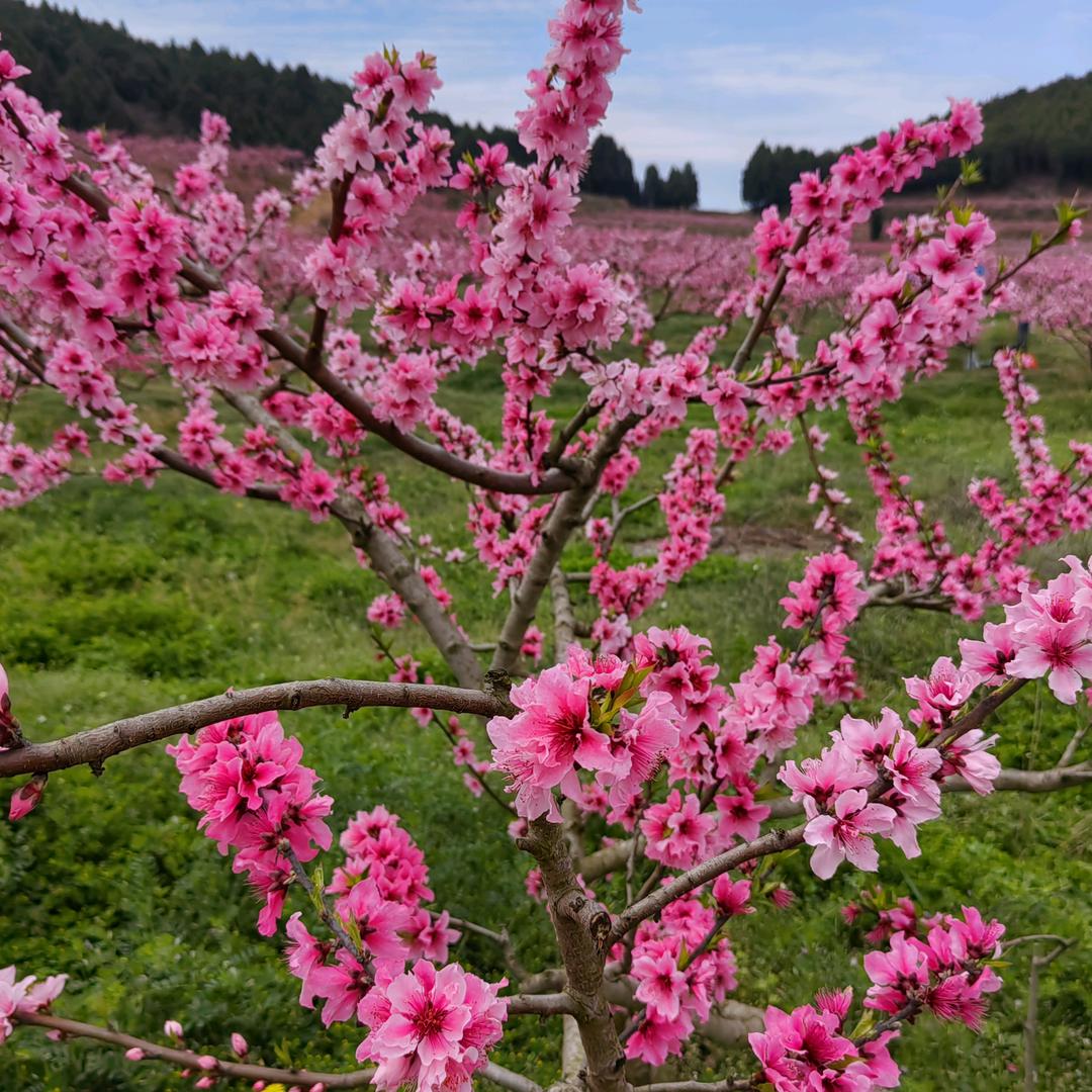 是李