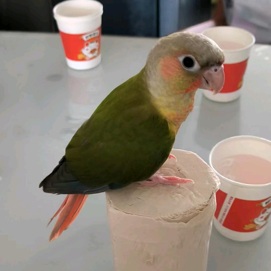 小姬鹦鹉养殖