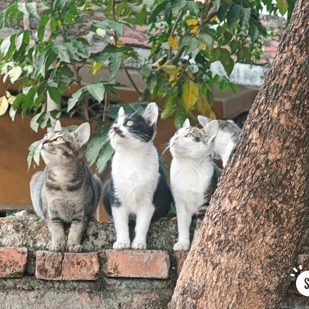 爱玩农药的小孩一枚