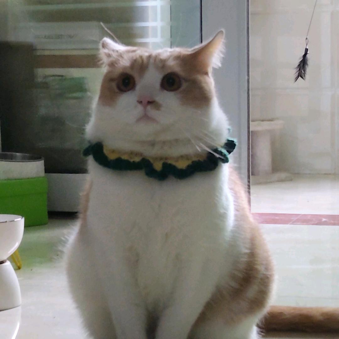 乖猪猪和小四喜