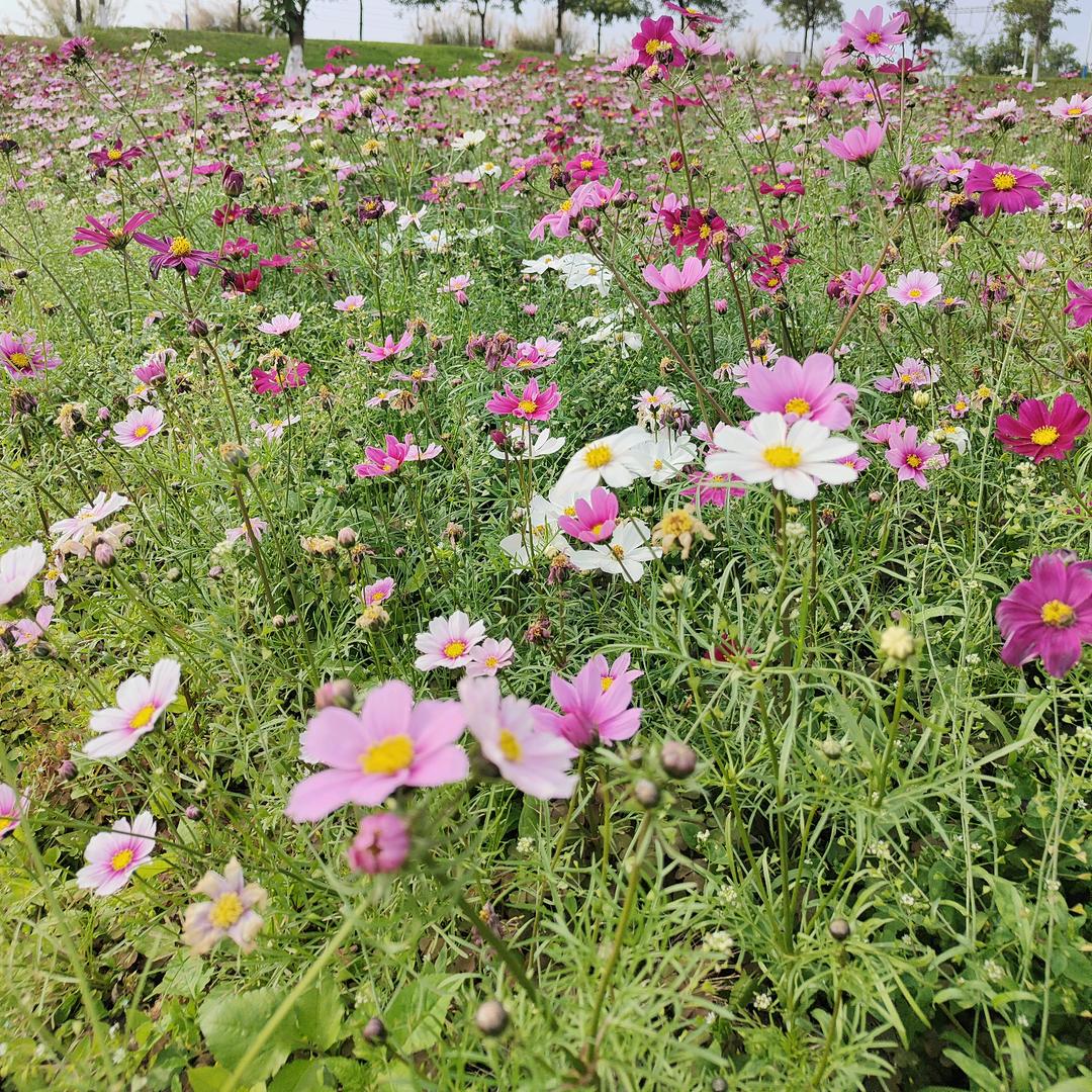 一切从心（新）开始