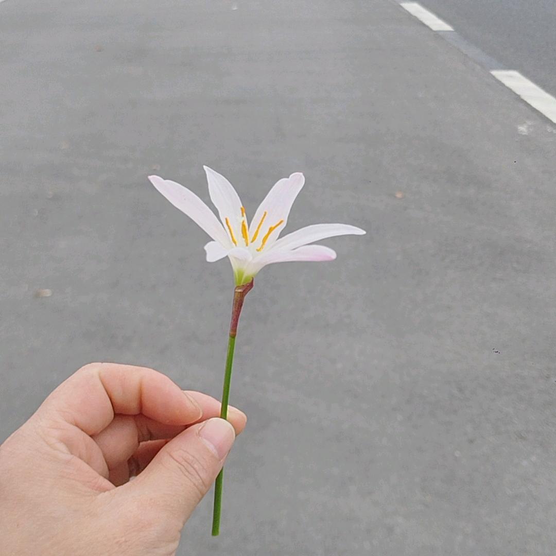 林与林
