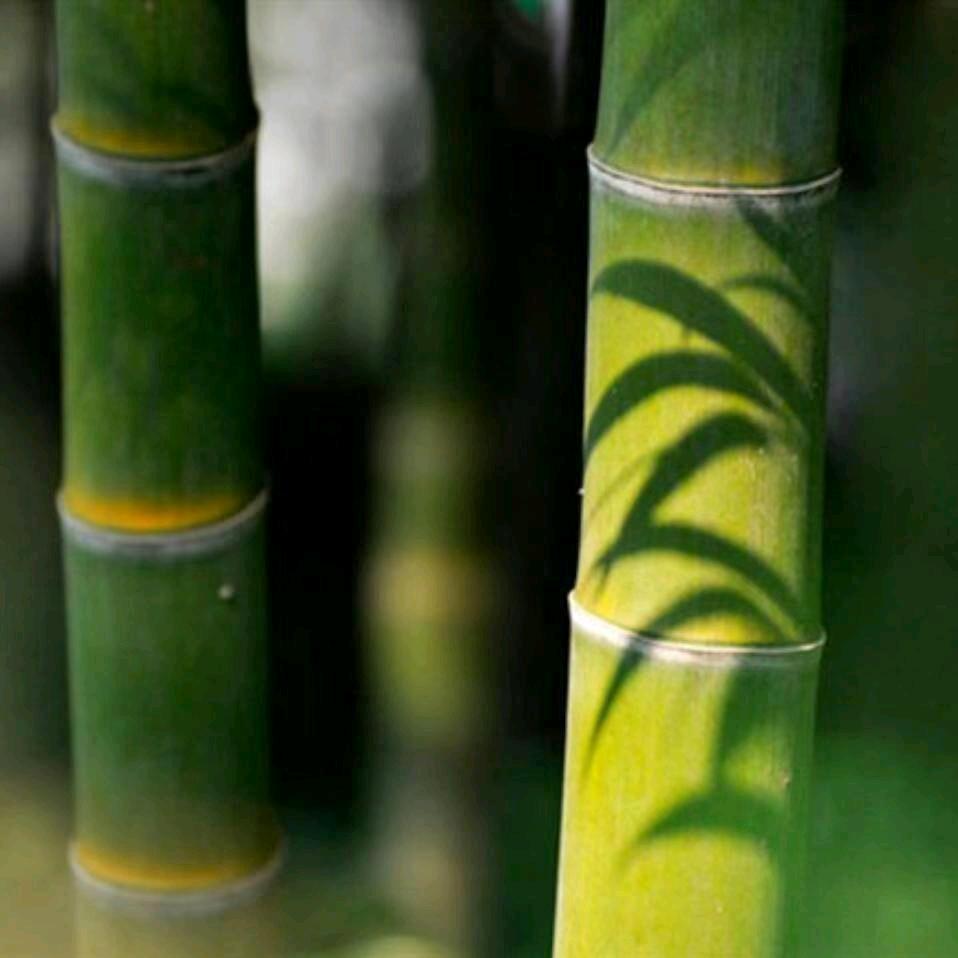 风骨（陋石居）